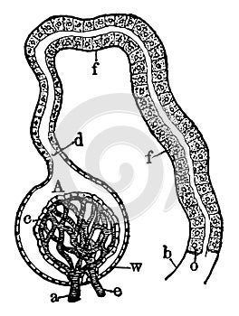 Kidney Glomerulus and Uriniferous Tubule, vintage illustration photo