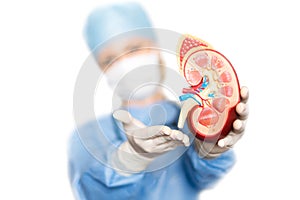 Kidney in the hands of the surgeon