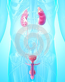 Kidney with human urinary system