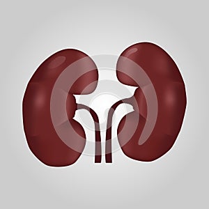 Kidney of human . Urological system . Realistic design . Isolated . Vector illustration