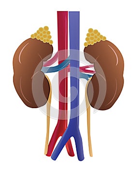 Kidney of human in vector