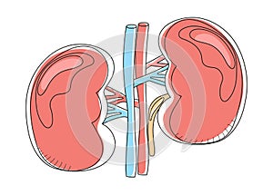 Kidney icon vector in doodle style. Nephrologist and nephropathy concept vector. Pyelonephritis and kidney stones photo