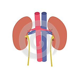 Kidney illustration