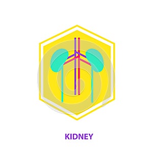 Kidney logo template. Silhouette human anatomy nephrology. Vecto