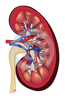 Kidney longitudinal section as vector