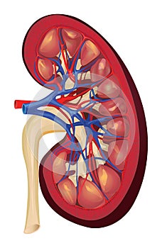 Kidney longitudinal section as vector photo