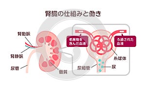 Kidney mechanism and function vector illustration