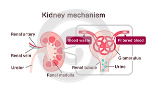 Kidney mechanism and function vector illustration