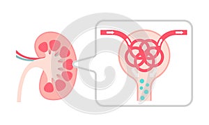 Kidney mechanism and function vector illustration