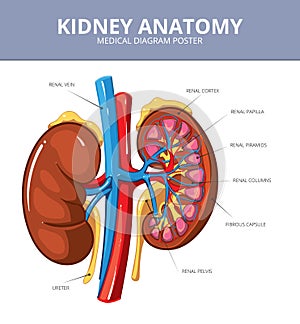 Kidney medical vector diagram poster