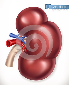 Kidney. Medicine, internal organs. vector icon