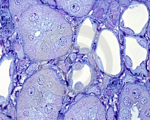 Kidney medulla. Henleâ€™s loop. 0â€™5 Âµm thick section