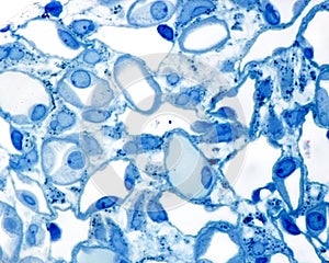 Kidney medulla. 0Ã¢â¬â¢5 ÃÂµm thick section