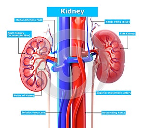 Kidney with naming