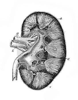 The kidney in the old book The Human Body, by K. Bock, 1870, St. Petersburg