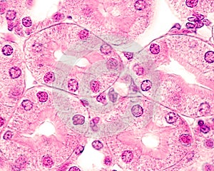 Kidney. Proximal convoluted tubules