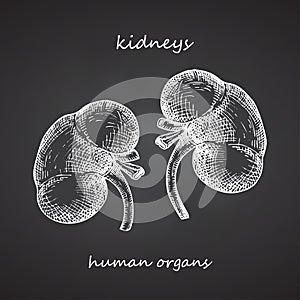 Kidney. Realistic hand-drawn icon of human internal organs on chalkboard. Engraving art. Sketch style. Design concept for your