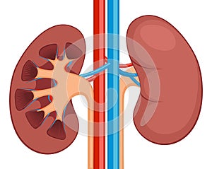 Kidney renal flat realistic icon. Human kidney anatomy vector organ icon