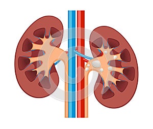 Kidney renal flat realistic icon. Human kidney anatomy vector organ icon