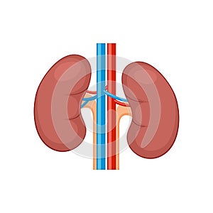 Kidney renal flat realistic icon. Human kidney vector organ icon. Anatomy urology or nephrology logo photo