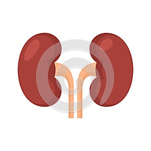 Kidney Renal on White Background. Vector