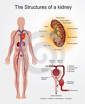 Kidney Structures. Health care education infographic. Vector design.