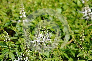 Kidney tea or cat whisker plant tropical herb blooming in garden