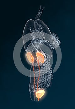Kidney and ureter of a woman, medically illustration