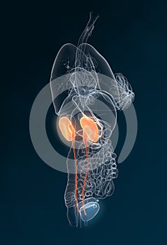 Kidney and ureter of a woman, medically illustration