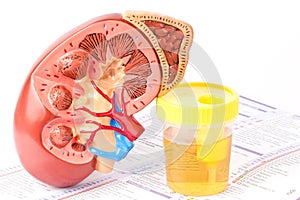 Kidney, urine sample and lab form photo