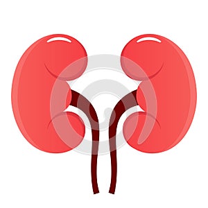 Kidney vector icon