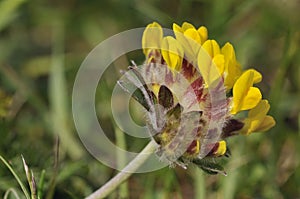 Kidney Vetch