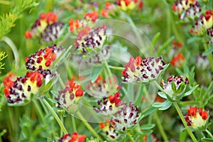 Kidney vetch plant blooming in spring in a garden in Nijmegen the Netherlands