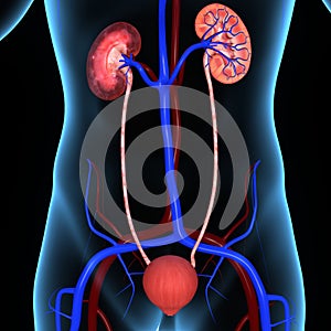 Kidneys