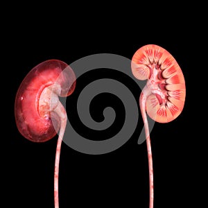 Kidneys