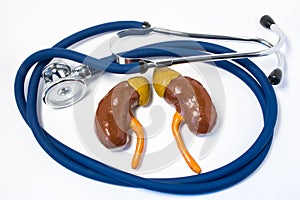 Kidneys and adrenal care and protection. Medical stethoscope folded into ring, surround kidneys & adrenals, symbolizing care, prot photo