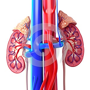 Kidneys with adrenal gland