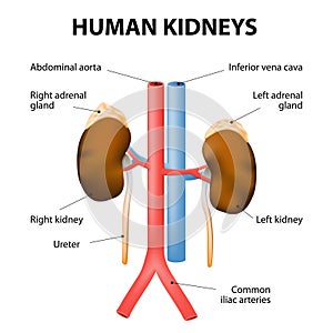 Kidneys, adrenal glands, aorta and vena cava. Human anatomy photo