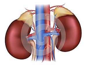 Kidneys and adrenal glands, blood supply