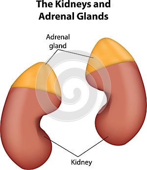 The Kidneys and Adrenal Glands photo