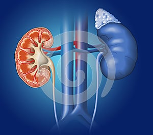 Kidneys anatomy on blue background, medically illustration photo