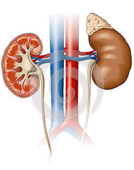 Kidneys anatomy, medically illustration