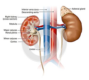 Kidneys anatomy, medically illustration, labeled