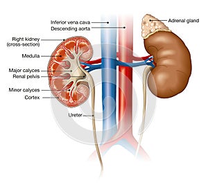 Kidneys anatomy, medically illustration, labeled photo