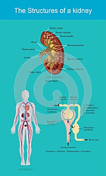 The kidneys are bean-shaped organs. Structures. Illustration