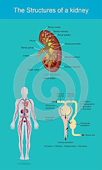 The kidneys are bean-shaped organs. Structures. Illustration photo