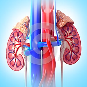 kidneys cut with adrenal gland