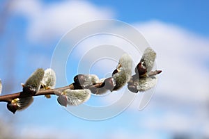 Kidneys and first buds of willow and wild virgins in sunlight. Verba blossoms. Pussy willow on the branch. Palm Sunday