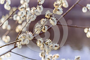 Kidneys and flowers and first buds of willow and wild virgins in sunlight