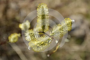 Kidneys and flowers of willow and wild virgins in sunlight. Verba Blossoms